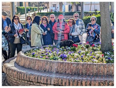 The Alhambra: Cat paparazzi