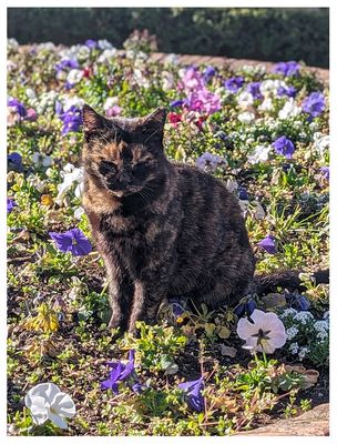 The Alhambra: Cats!