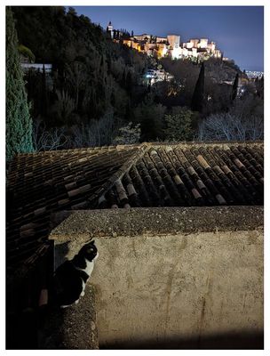 Mirador de Sacromonte .... and a cat!