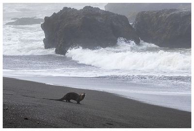 Otter!
