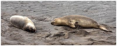 Elephant seals