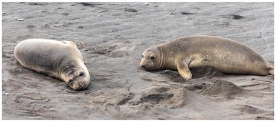 Elephant seals