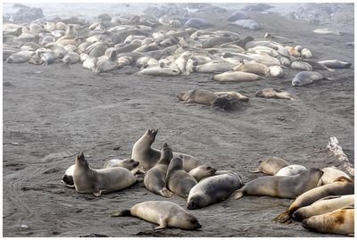 Elephant seals