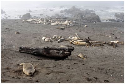 Elephant seals