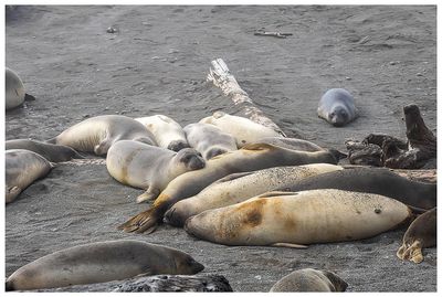 Elephant seals