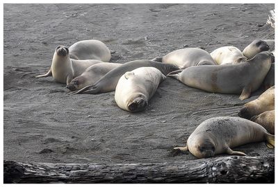 Elephant seals