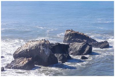 Where Sea Lion Gulch gets its name