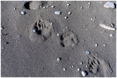 Bear tracks