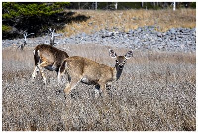  Black-tailed deer at Big Flat