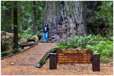 The Founders Tree