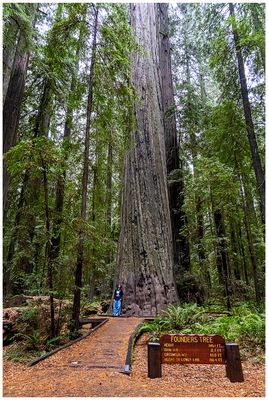 The Founders Tree