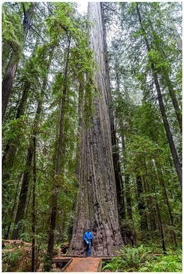 The Founders Tree