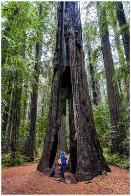 Founders Grove