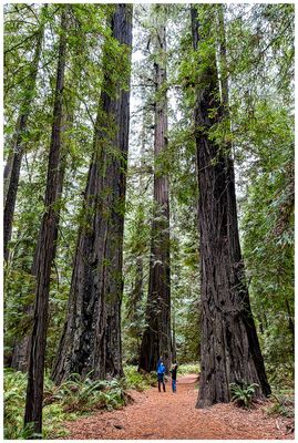 Founders Grove