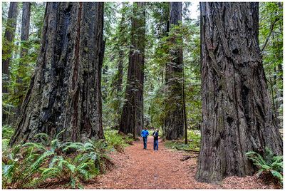 Founders Grove