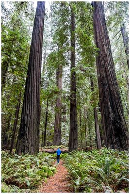 Founders Grove
