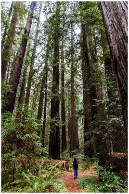 Founders Grove