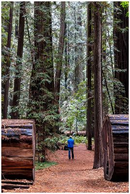 Founders Grove