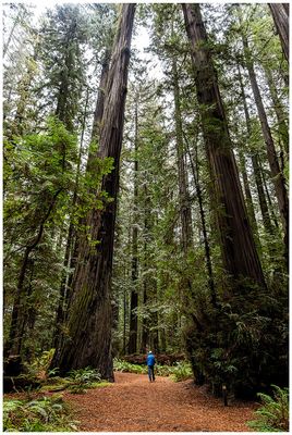 Founders Grove