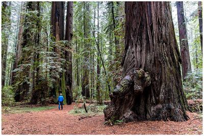 Rockefeller Grove