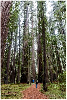 Rockefeller Grove