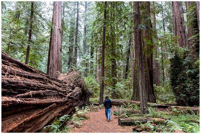 Rockefeller Grove