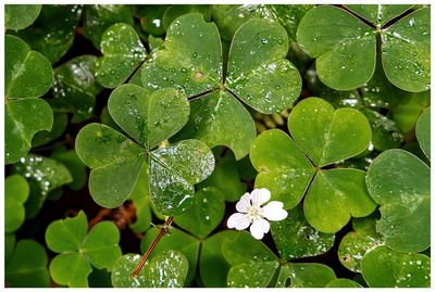 Redwood sorrel