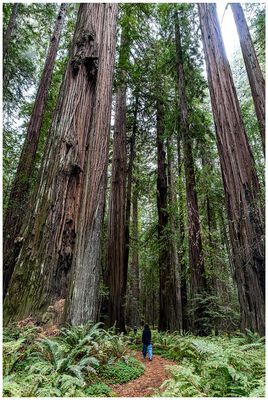 The Humboldt Redwoods