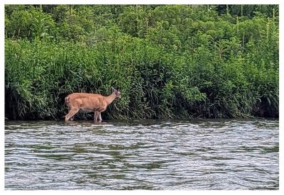 Deer