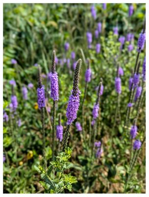 Hoary vervain