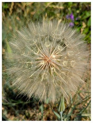 Yellow goat's beard