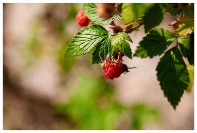 Wild raspberries