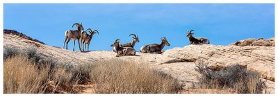 Bighorn sheep