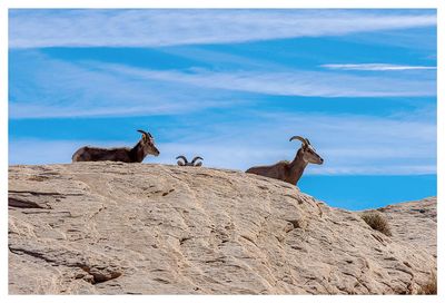 Bighorn sheep