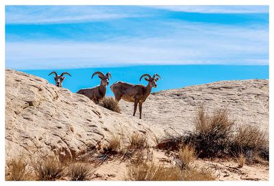 1Bighorn sheep