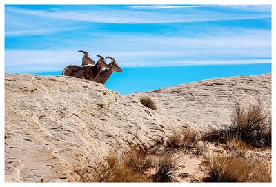 Bighorn sheep