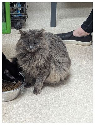 Fluffy