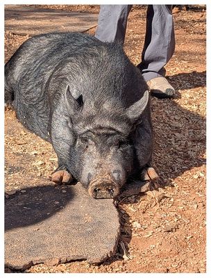 Visiting the pigs