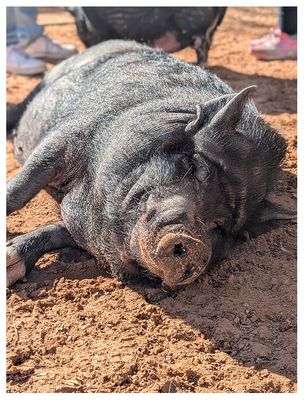Visiting the pigs