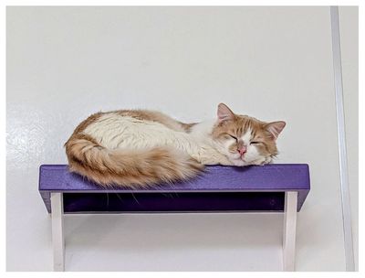 Cat nap
