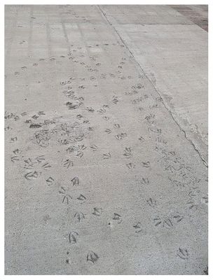 Gull prints