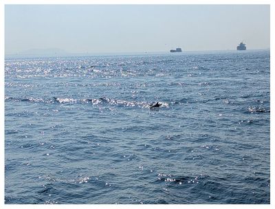 Dolphins!