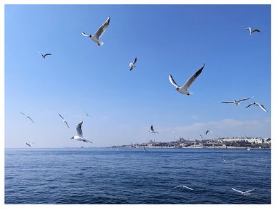 Gulls looking for bread on the ferry