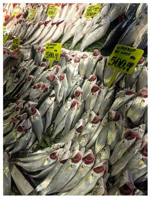 Fish