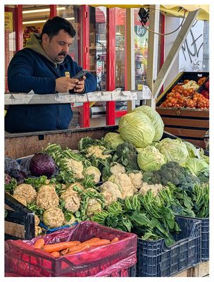 Huge cabbages!