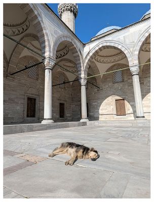 Napping in the courtyard