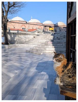 Istanbul kitty near the Grand Bazaar