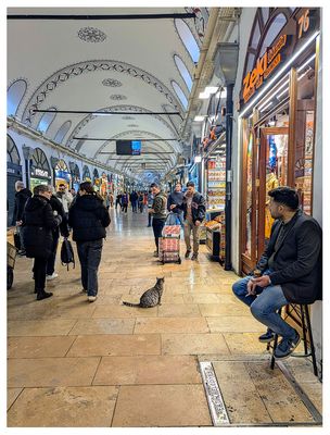 Grand Bazaar cat