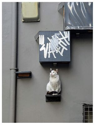 Istanbul cat