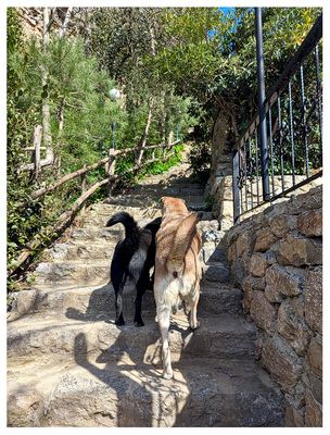 Guide dogs